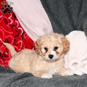 Miniature poodle mix for sale hot sale near me