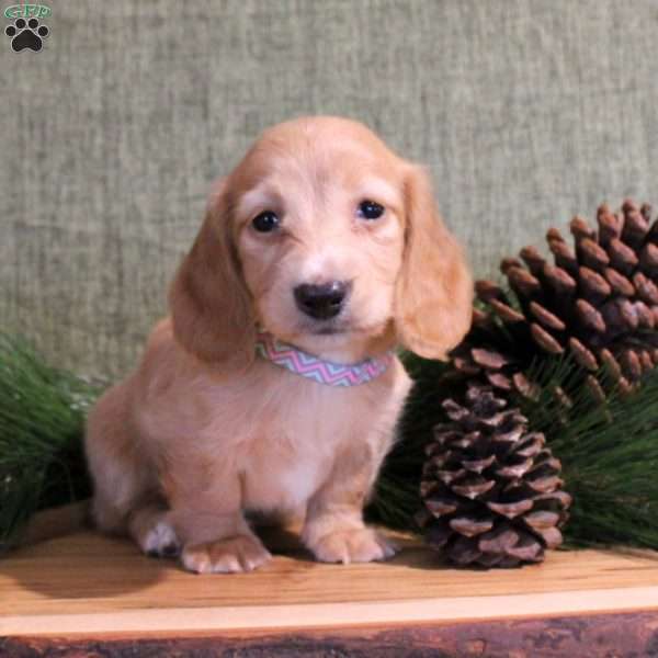 Zoey-Miniature, Dachshund Puppy