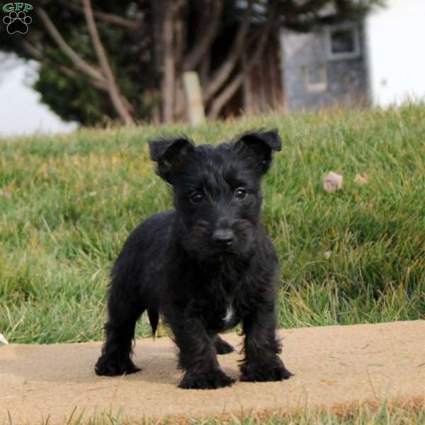 Zoey, Scottish Terrier Puppy