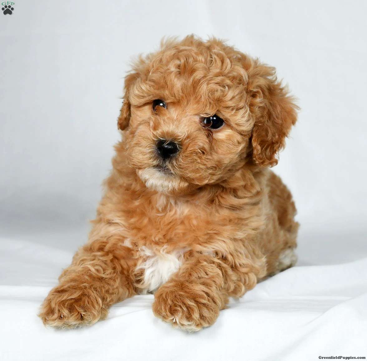 Caramel - Miniature Poodle Mix Puppy For Sale in Ohio