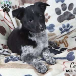 Blue heeler lab mix puppies hot sale for sale