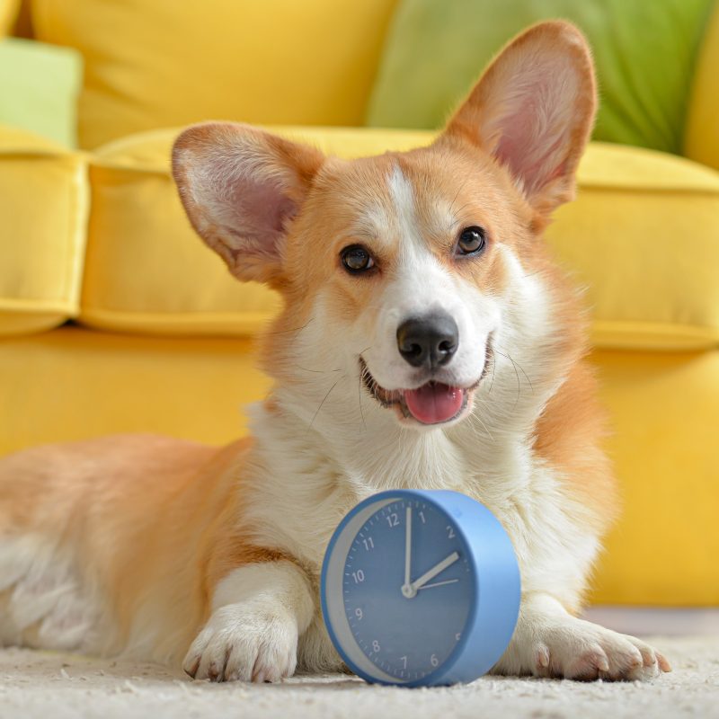 Do Dogs Have a Sense of Time? Greenfield Puppies