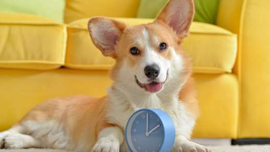 Do Dogs Have a Sense of Time?