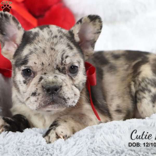 Cutie Pie, French Bulldog Mix Puppy