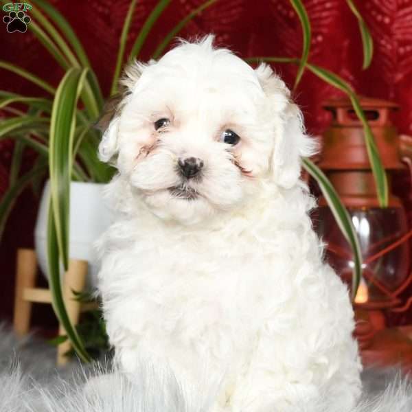 Daisy, Shih-Poo Puppy