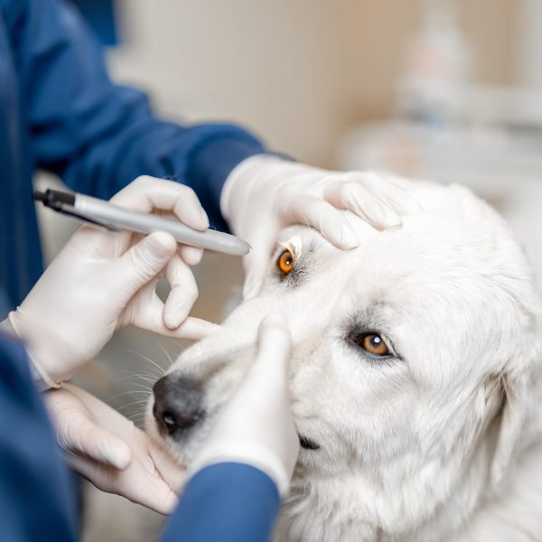 dog getting eye exam at the vet