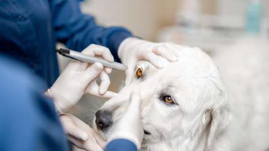 4 Common Eye Problems in Dogs