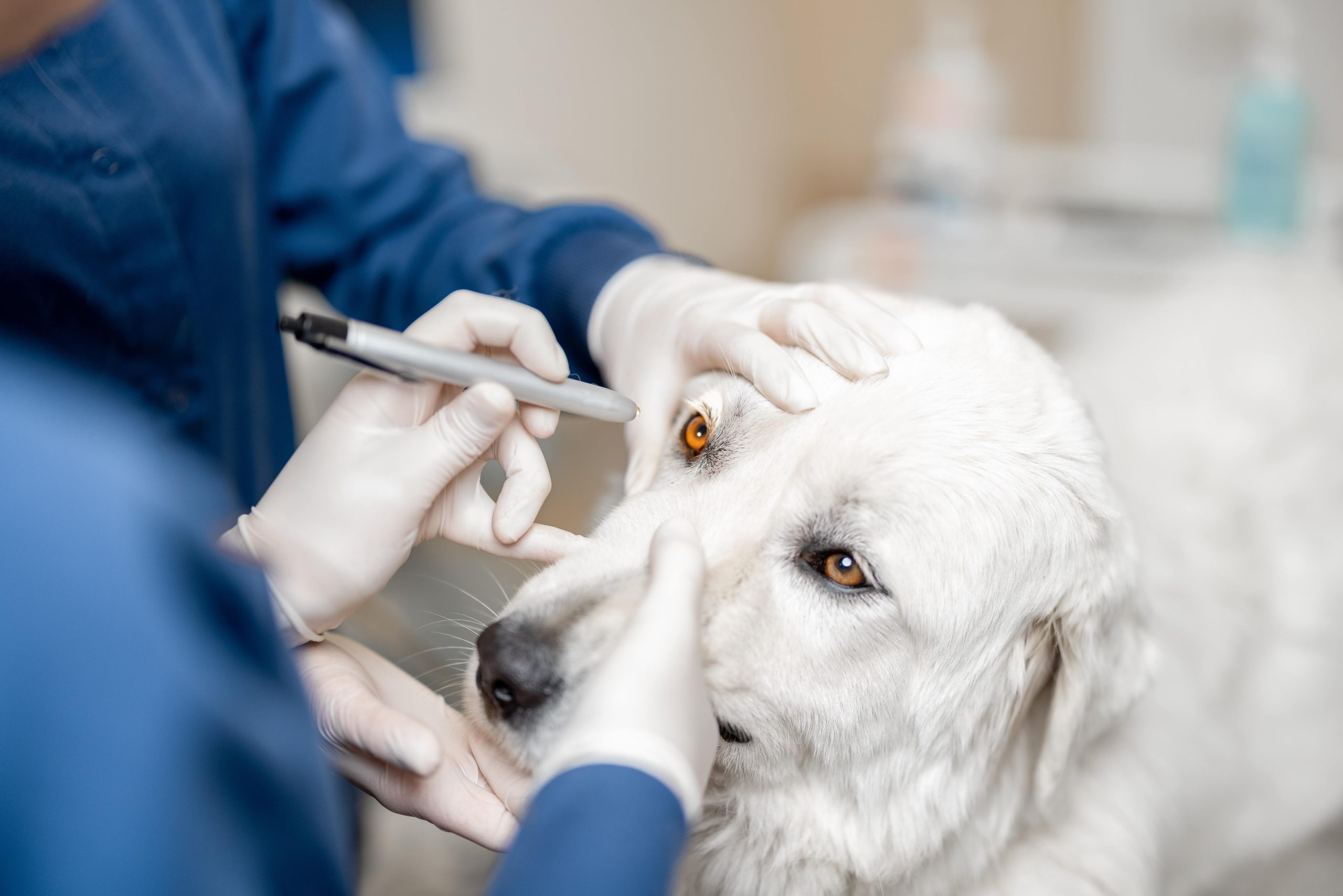 11 Common Eye Problems in Dogs Greenfield Puppies