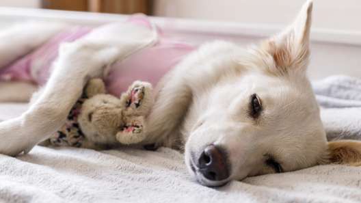 How to Care For Your Dog’s Stitches After Surgery