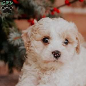 Nellie, Cavapoo Puppy
