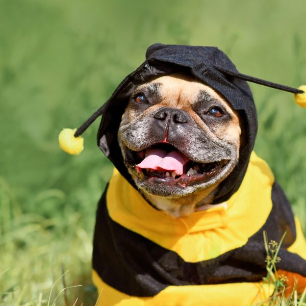 french bulldog wearing a bee costume and smiling