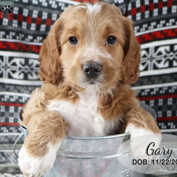 Gary, Cockapoo Puppy
