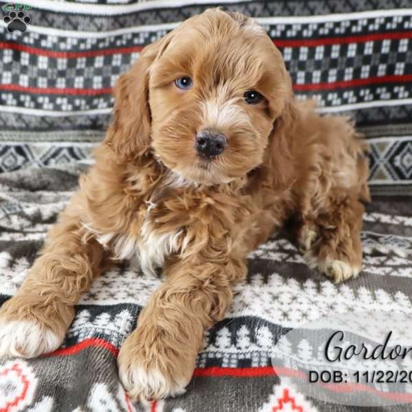 Gordon, Cockapoo Puppy