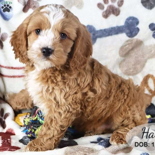 Harley, Cockapoo Puppy