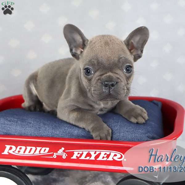 Harley, French Bulldog Puppy