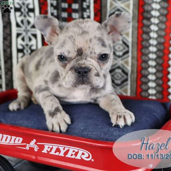 Hazel, French Bulldog Puppy