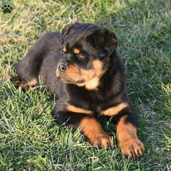 Roxy, Rottweiler Puppy
