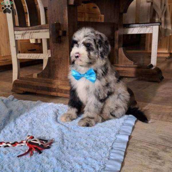 Patches, Sheepadoodle Puppy