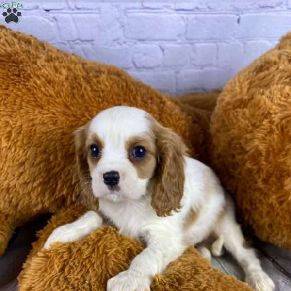 Max, Cavalier King Charles Spaniel Puppy
