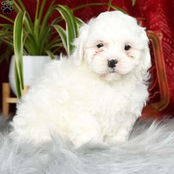Lilly, Shih-Poo Puppy