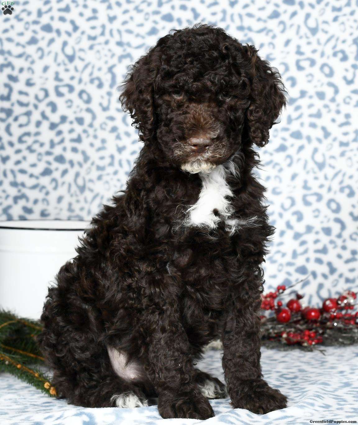 Macy Standard Poodle Puppy For Sale in Ohio