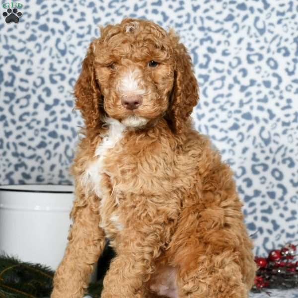 Mickey, Standard Poodle Puppy