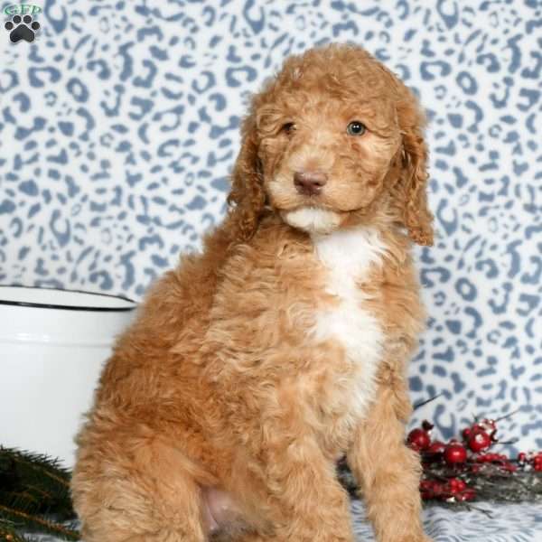 Molly, Standard Poodle Puppy
