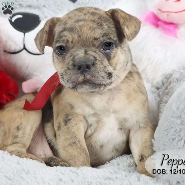 Pepper, French Bulldog Mix Puppy