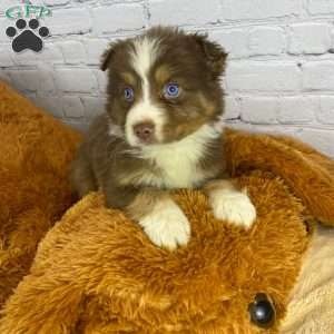 Greenfield puppies sales australian shepherd