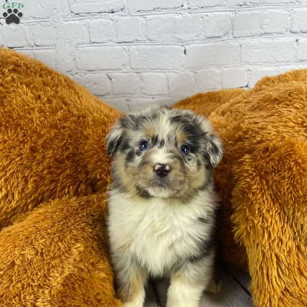 Biscuit, Australian Shepherd Puppy