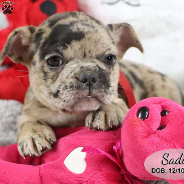Sadie, French Bulldog Mix Puppy