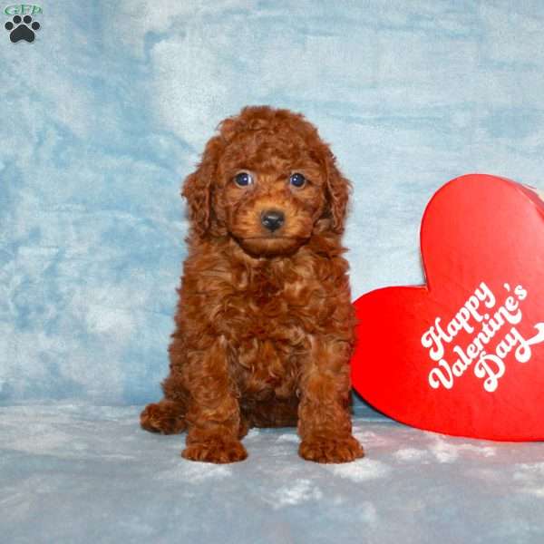 Little Cookie, Toy Poodle Puppy