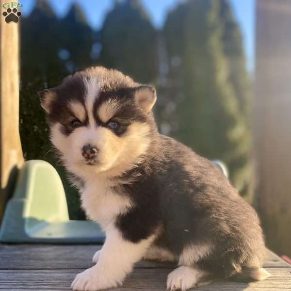 Mia, Pomsky Puppy