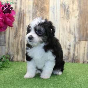Rufus (Toy), Mini Aussiedoodle Puppy