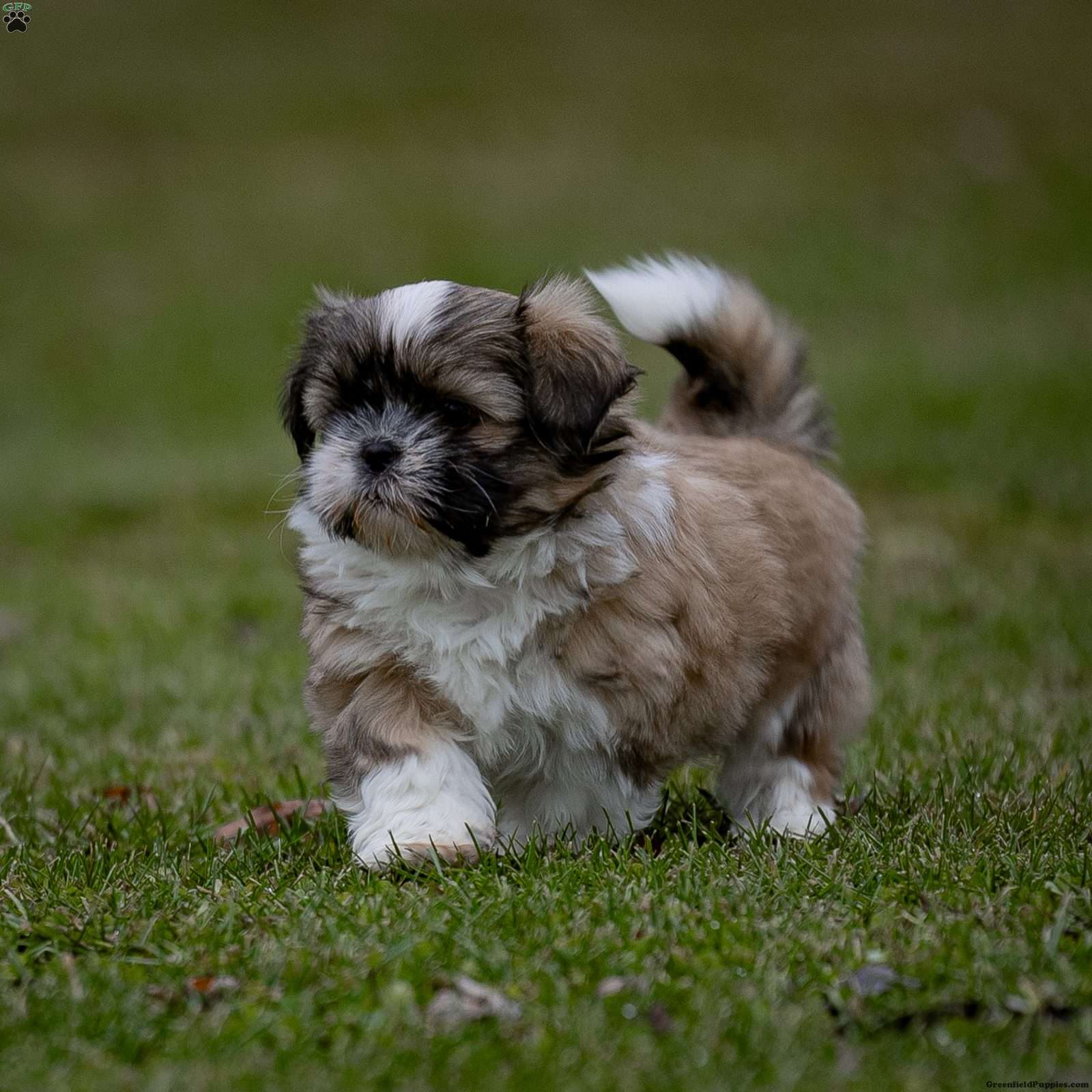 Xavier - Shih Tzu Puppy For Sale in Pennsylvania