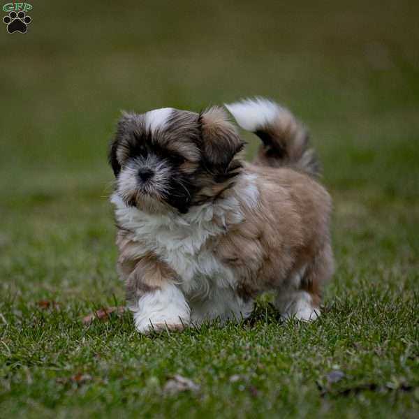 Xavier, Shih Tzu Puppy