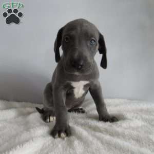 Hazel, Great Dane Puppy