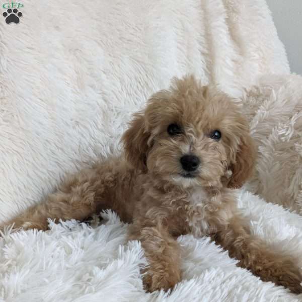 Bailey, Bich-Poo Puppy