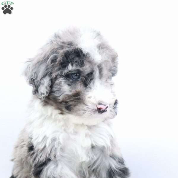 Snickers, Bernedoodle Puppy