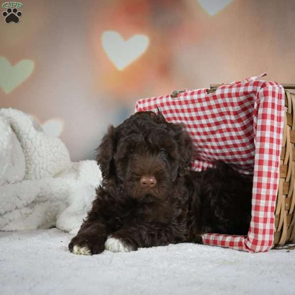 Marco, Portuguese Water Dog Puppy
