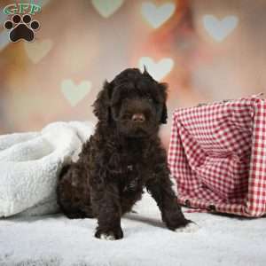 Marco, Portuguese Water Dog Puppy