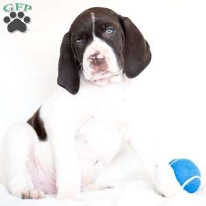 Henry, German Shorthaired Pointer Puppy