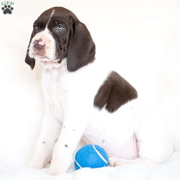 Henry, German Shorthaired Pointer Puppy