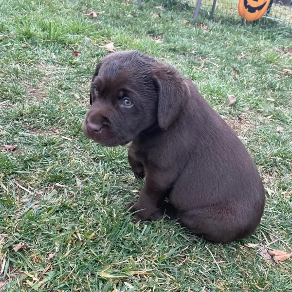 Isaiah, Chocolate Labrador Retriever Puppy