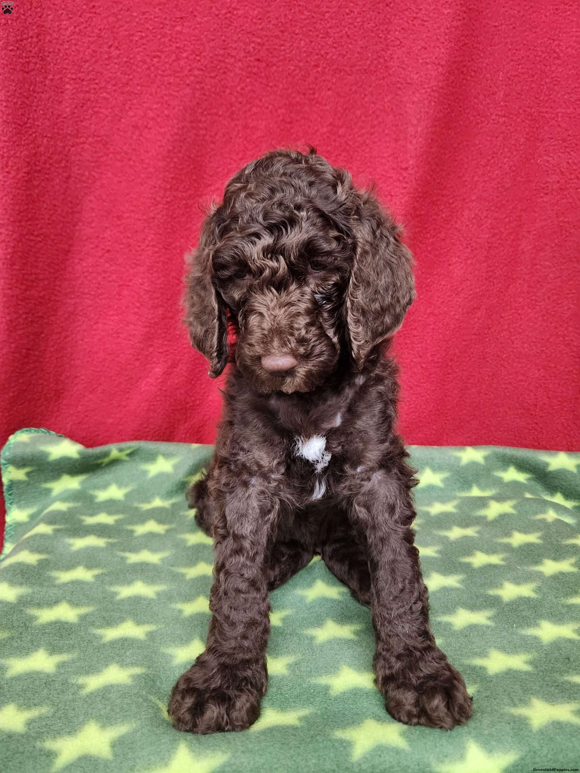 Ahdystandard Poodle Puppies For Sale Ohio 00 - dliupdz