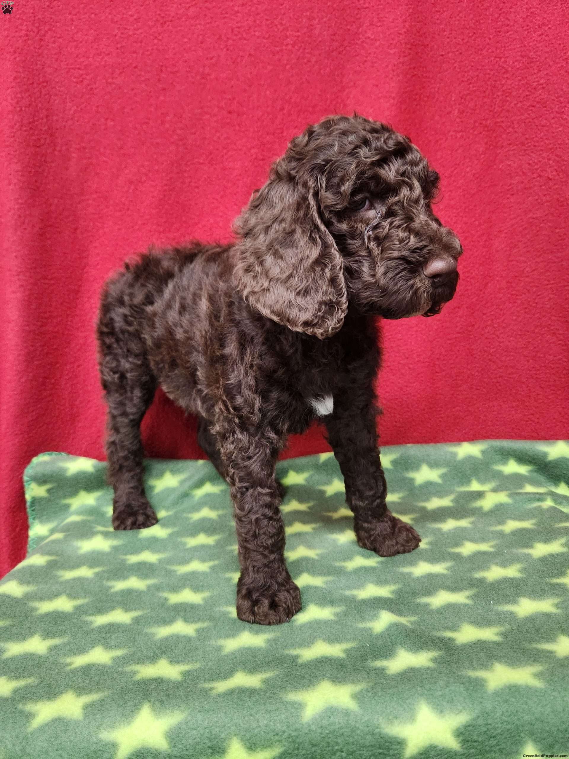 Ahdystandard Poodle Puppies For Sale Ohio 00 - dptew8g