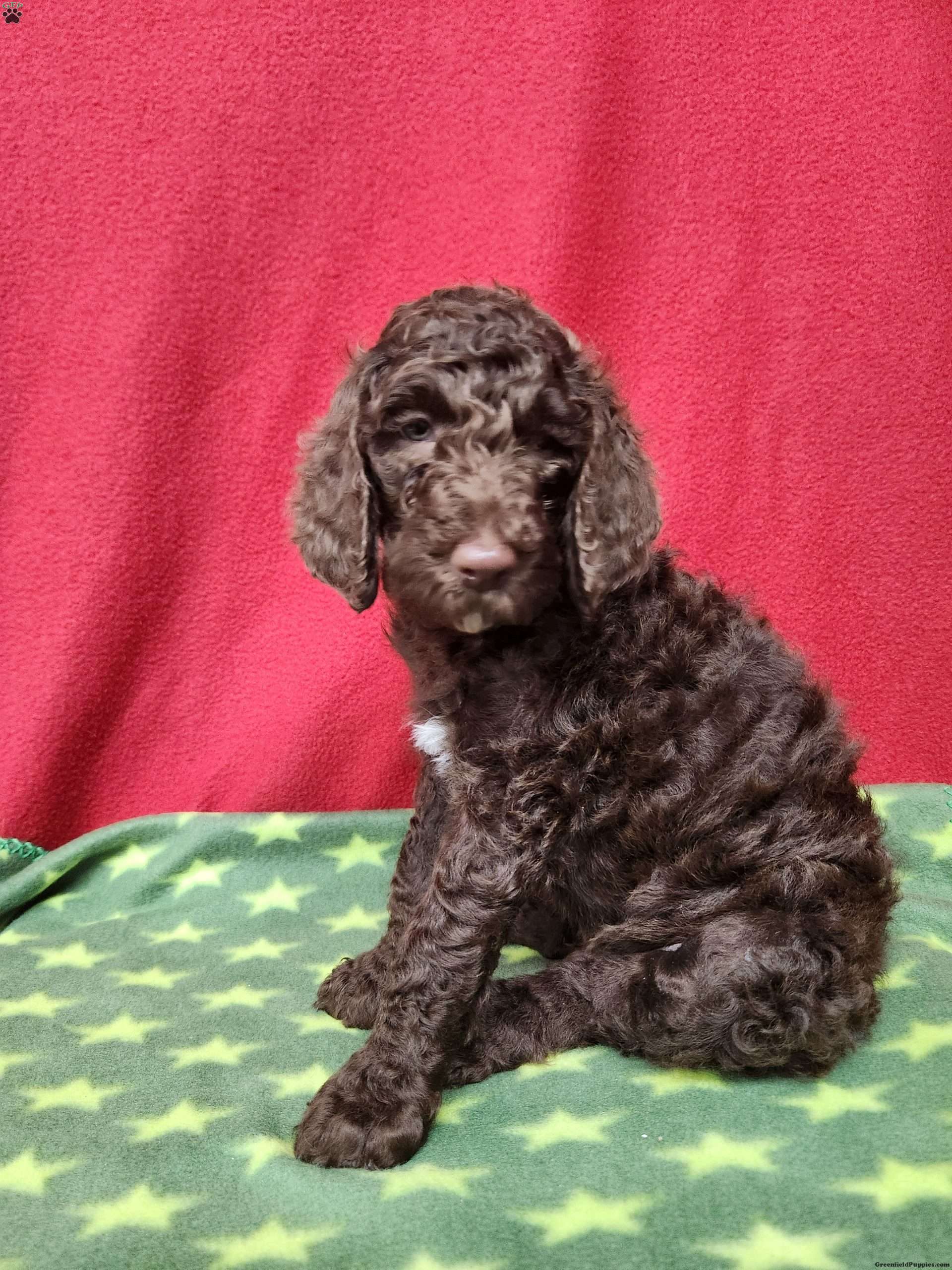 Ahdystandard Poodle Puppies For Sale Ohio 00 - kahkrms