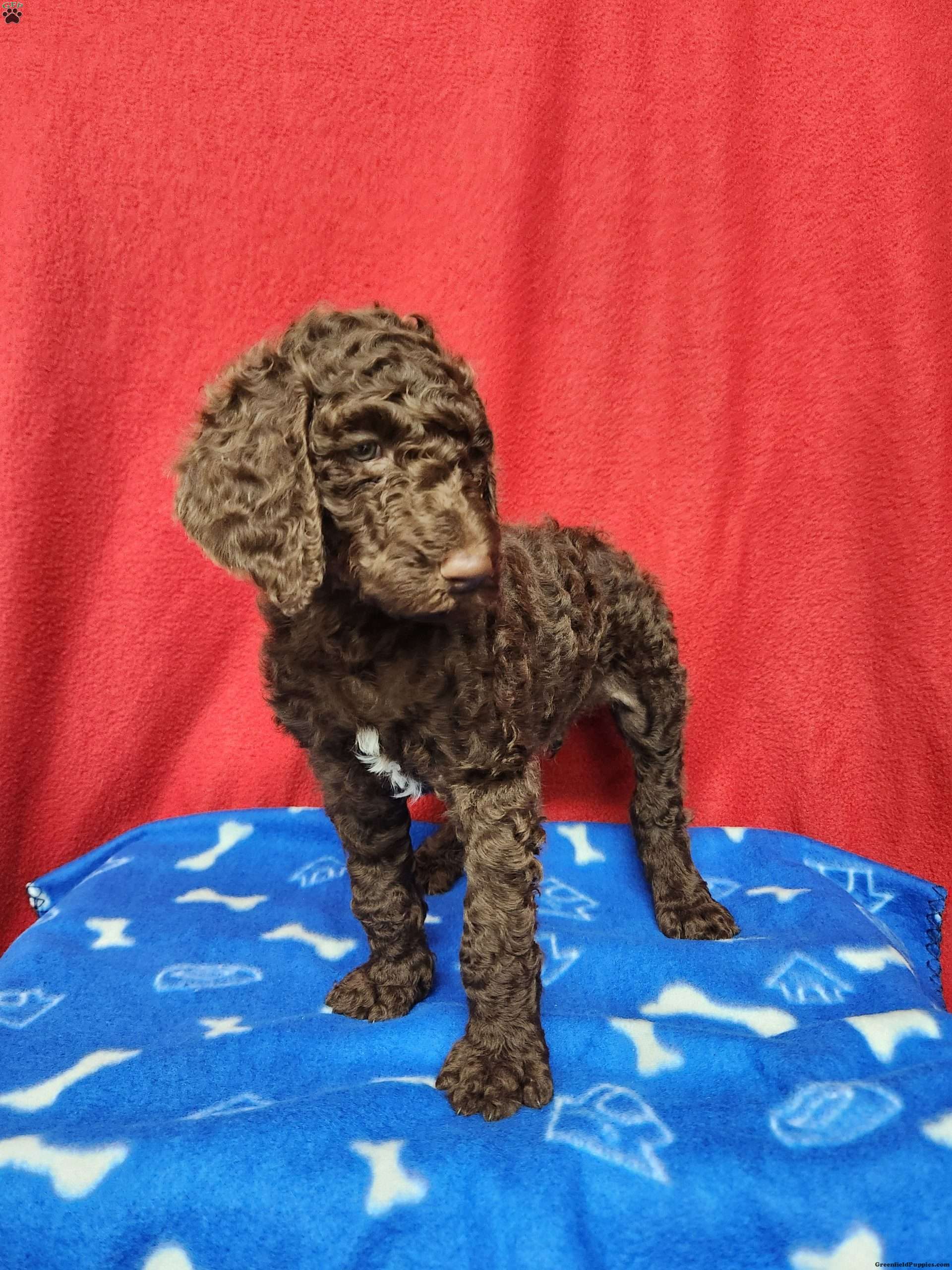 Ahdystandard Poodle Puppies For Sale Ohio 00 - co29p9a