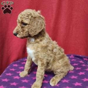Darcy, Standard Poodle Puppy