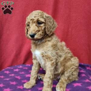 Darcy, Standard Poodle Puppy